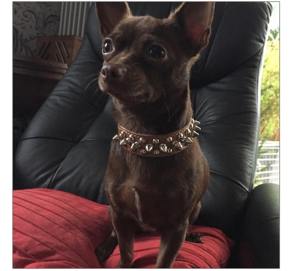 Spikes Studded Pet Collar