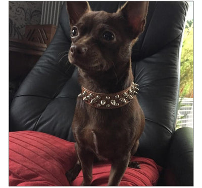 Spikes Studded Pet Collar
