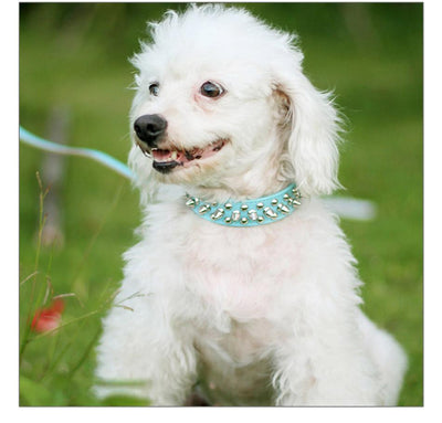 Spikes Studded Pet Collar