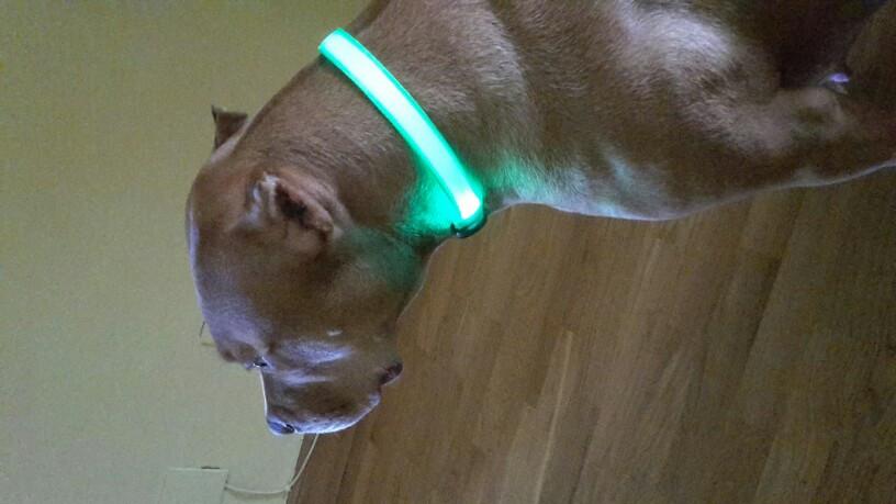 Pet LED Collar