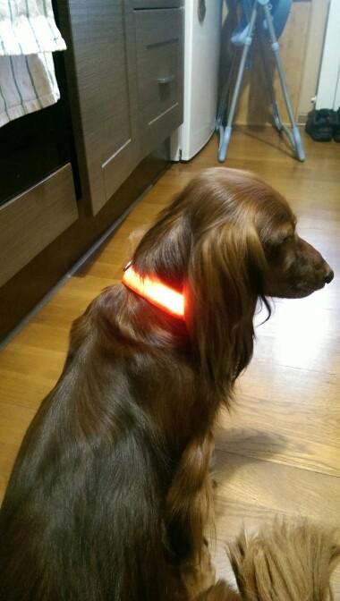 Nylon LED Pet Collar