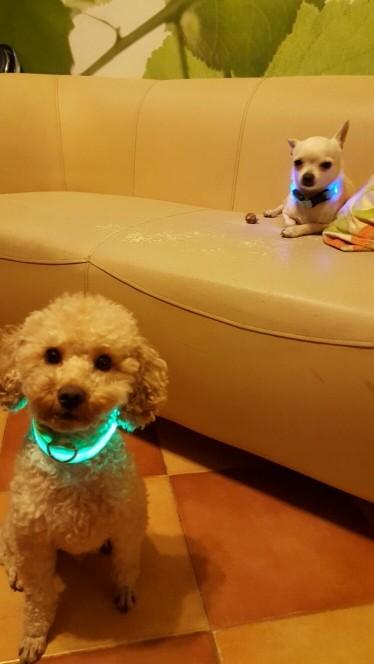 Nylon LED Pet Collar