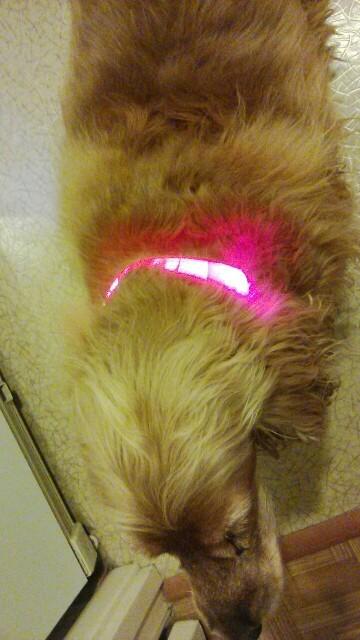 Nylon LED Pet Collar