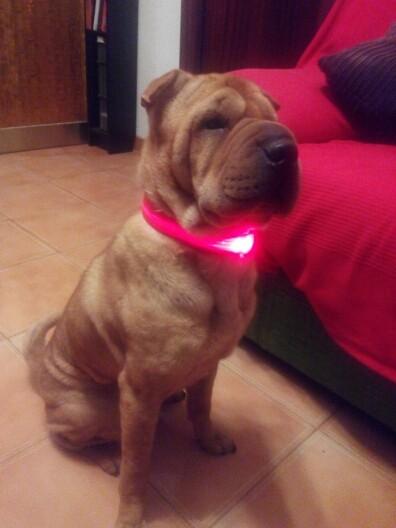 Nylon LED Pet Collar
