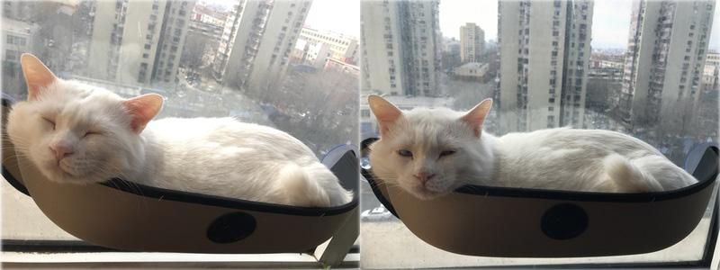 Cat Hammock