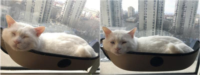Cat Hammock
