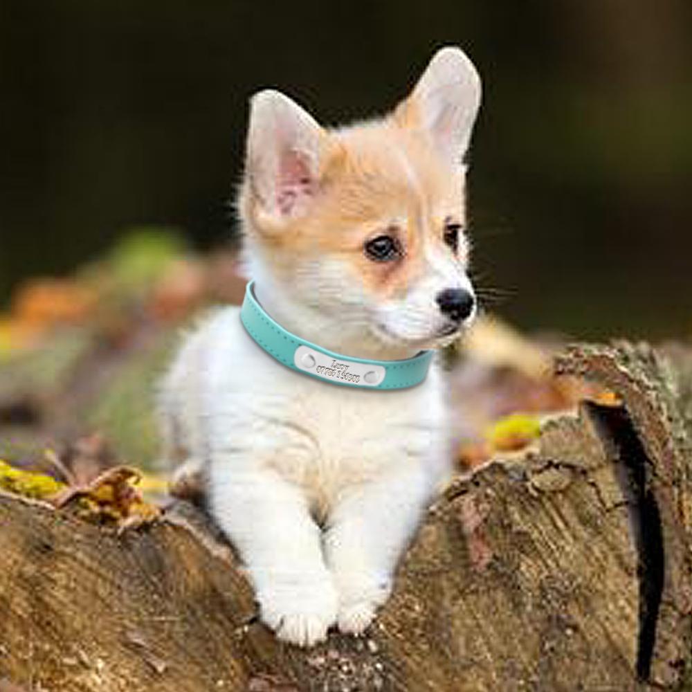 Leather Personalized Dog Collars