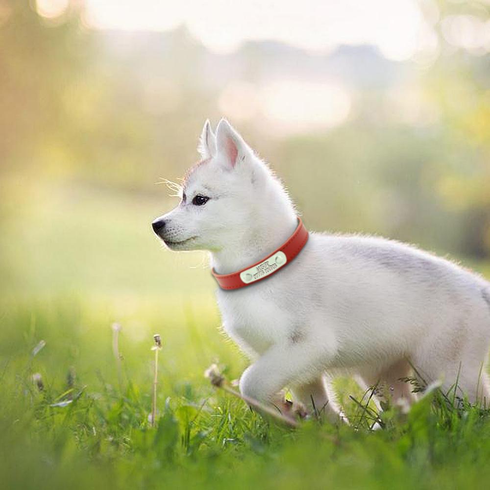 Leather Personalized Dog Collars