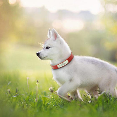 Leather Personalized Dog Collars