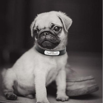 Leather Personalized Dog Collars